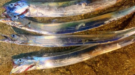 淡路島観光ホテルにて夜釣り。太刀魚釣れまし…